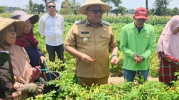 Harga Cabai Tembus Rp50 Ribu Perkilogram, Bupati Takalar Apresiasi Produktivitas Petani Moncongkomba